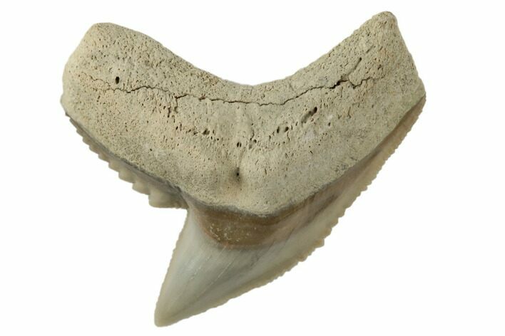 Fossil Tiger Shark (Galeocerdo) Tooth - Aurora, NC #195035